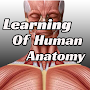 Learning Of Human Anatomy
