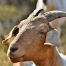 Goat sounds - Ringtone,Alarm & Notification Sounds Application icon