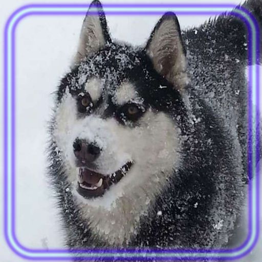 Husky Winter Time