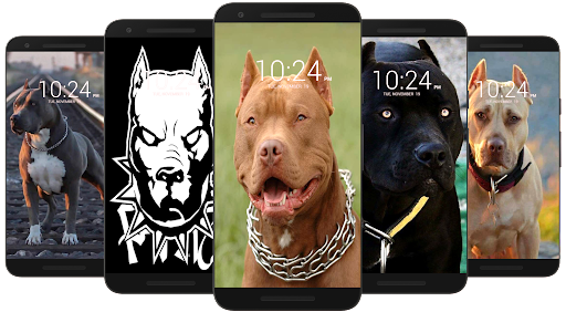 Pitbull Dog Wallpaper HD