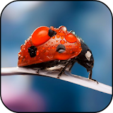 Awesome Ladybug Wallpaper icon
