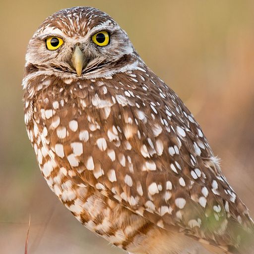 美しいフクロウの背景 Google Play のアプリ