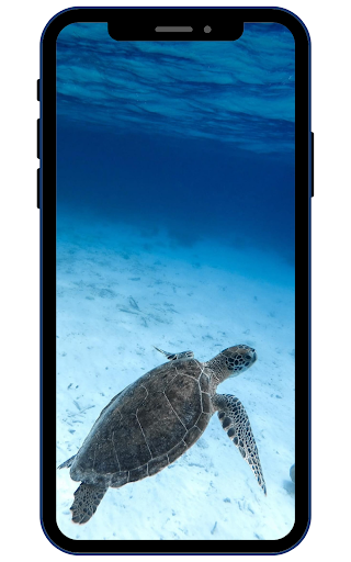 Turtle Wallpapers Screen 3