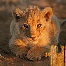 Image de l'icône Jeu de Bébés Animaux Puzzle