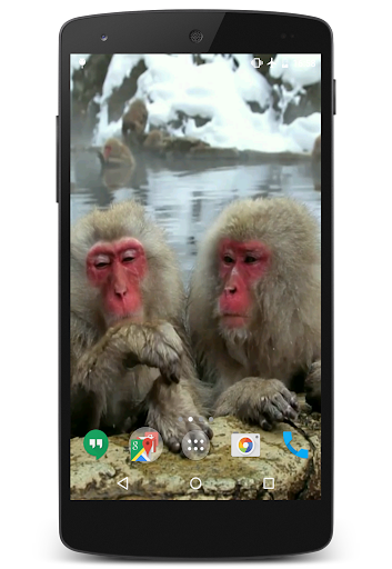Funny Monkeys Live Wallpaper Screen 3