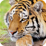 Big Cats Pack 2 Live Wallpaper icon