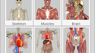 Back Bones Names - Human Bones Common And Scientific Names Teaching Resources - Bone of the upper arm.