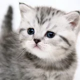 Funny kitty pet icon
