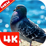 Cover Image of Tải xuống Pigeon Wallpaper 1.0.0 APK