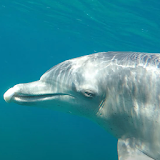 dolphin video live wallpaper - underwater dolphin icon