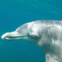 Подводный дельфин lwp