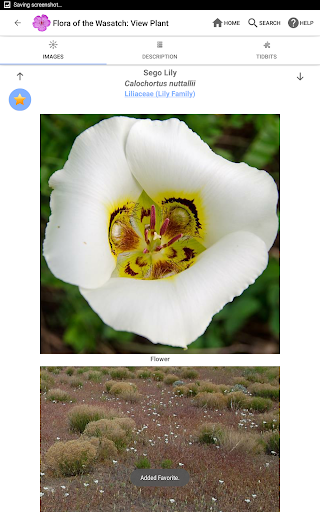 Screenshot of Flora of the Wasatch