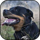 Rottweiler wallpapers icon