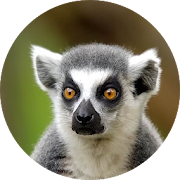 Lemur Live Wallpaper