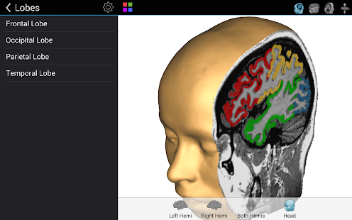 Brain Tutor 3D Screenshot