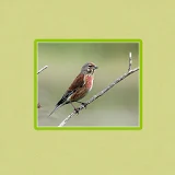 Lovely singing bird icon