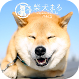 Dog Wallpaper　Shiba Inu Maru icon