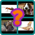 4 Pics 1 Animal - Alphabetical