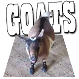 Screaming Goats Field icon