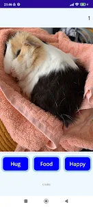 Guinea Pig Touch