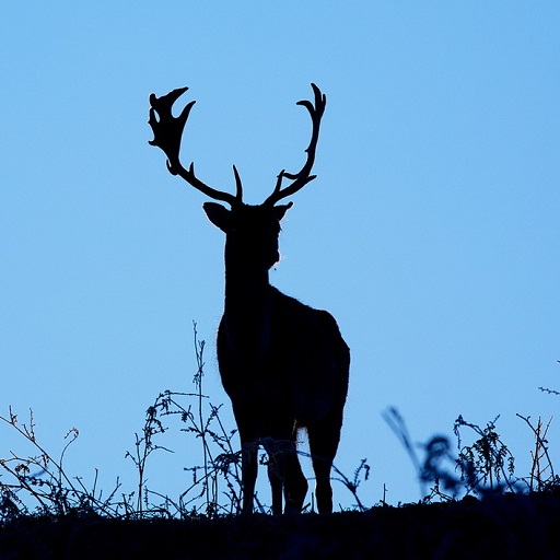 Deer Wallpaper HD logo