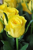 Gold Roses Live Wallpaper, Love Flowers Images Gif