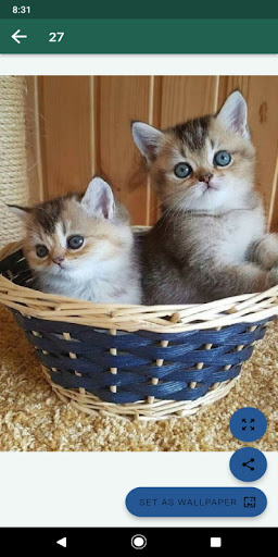 Android application Fondos de animales hermosos screenshort
