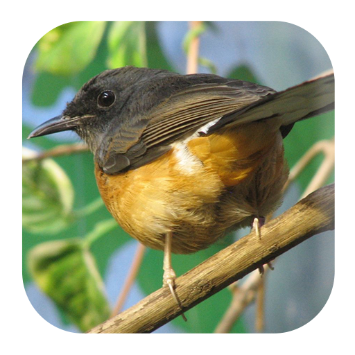 White-rumped Shama Sounds logo