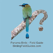 Panama Birds Field Guide  Icon