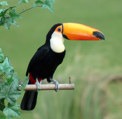 Android application toucan sound screenshort
