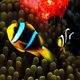 3D fish 88 icon