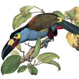 Icon image Birds of Ecuador