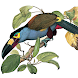 Birds of Ecuador - Androidアプリ