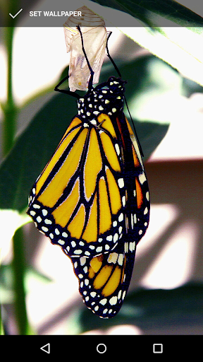 Beautiful Butterfly Wallpapers Screen 2