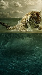 Tigers Live Wallpaper For PC installation