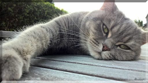 Katzen Bilder Screen 2