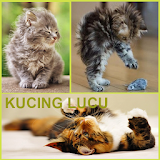 kucing Lucu icon