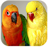 Cutest Parrots Wallpapers HD icon