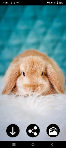 Android application Cute Wallpapers screenshort