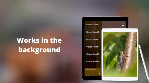 Cicada Sounds Screen 3
