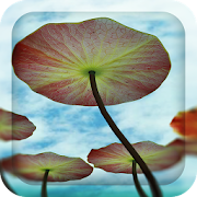 3D Water Lilies Live Wallpaper