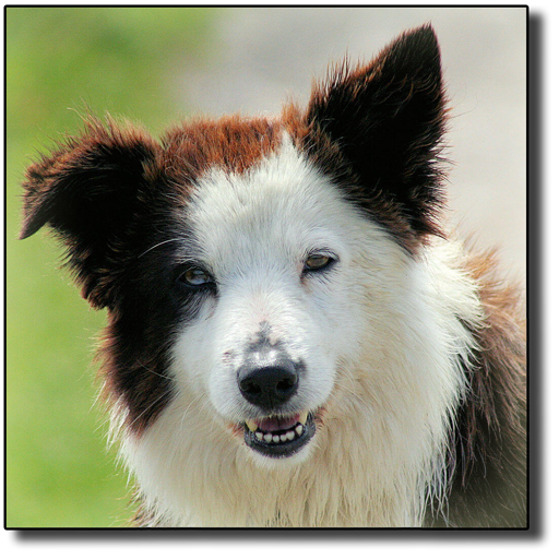 Animal sounds and pics