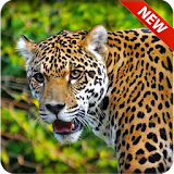 Leopard Hunter icon