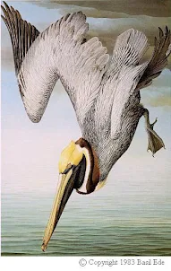 Brown Pelican Wallpapers