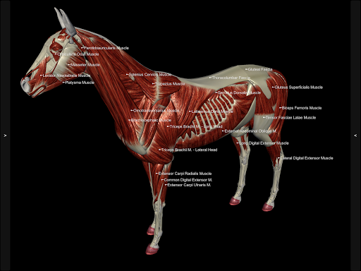 3D Horse Anatomy