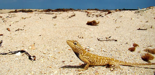 EcoGuide: Russian Reptiles