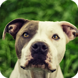 Pitbull Pack 4 Dog Wallpaper icon