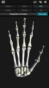 Sistema ósseo 3D (Anatomia)