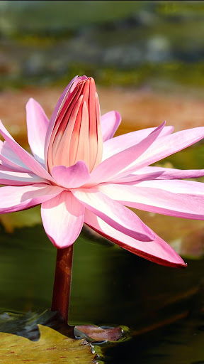 lotus pond wallpaper Screenshot 1 - AppWisp.com