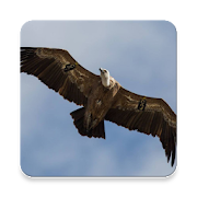 Top 21 Lifestyle Apps Like Vulture Sound Collections ~ Sclip.app - Best Alternatives